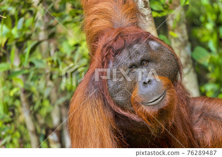 Orangutan, Tanjung Puting National Park, Borneo, Indonesia 76289487