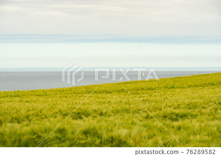 A grainfield at the Atlantic coast of Bretagne, France. A grainfield at the Atlantic coast of Bretagne, France. 76289582