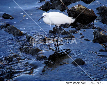 Egret standing on the Yoshino River where cherry blossom petals flow Egret standing on the Yoshino River where cherry blossom petals flow 76289736