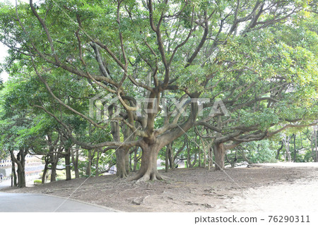 Image of a big tree Image of a big tree 76290311