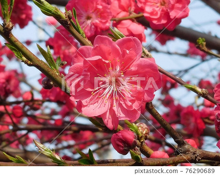 花桃花花 重瓣花 76290689