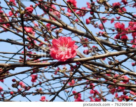 花桃花花 重瓣花 花桃花花 重瓣花 76290694