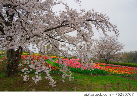 SAKURA & TULIPAS  SAKURA & TULIPAS  76290707
