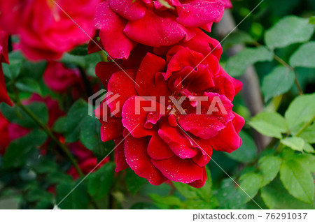 Red roses blooming in the garden in the summer close-up 76291037