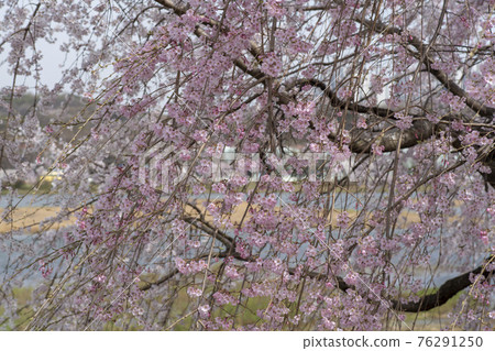 Foster cherry tree Foster cherry tree 76291250