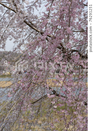 Foster cherry tree Foster cherry tree 76291251