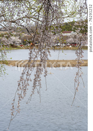 Foster cherry tree 76291252