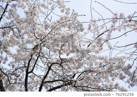 Foster cherry tree 76291256