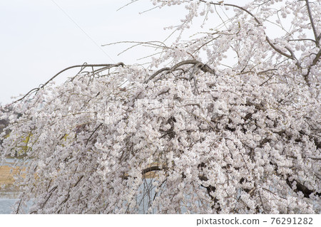 Foster cherry tree 76291282