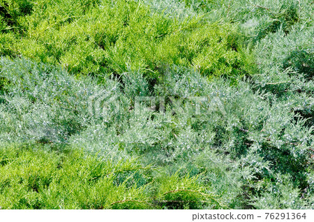Evergreen coniferous tree in the open air.Texture or background Evergreen coniferous tree in the open air.Texture or background 76291364