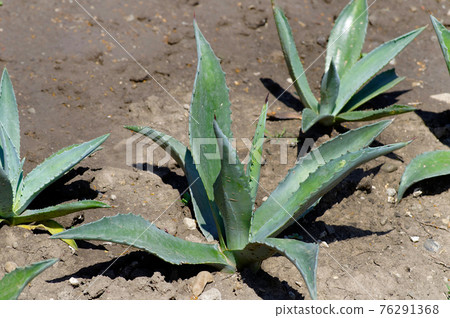 Green Aloe Vera plant outdoors.Texture or background Green Aloe Vera plant outdoors.Texture or background 76291368