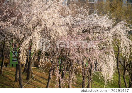 Foster cherry tree 76291427