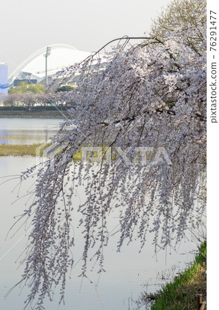 Foster cherry tree 76291477