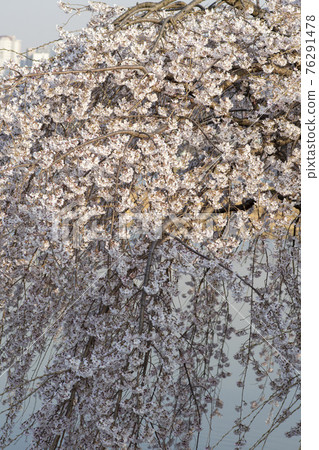 Foster cherry tree 76291478