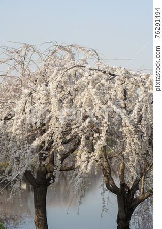 寄養櫻桃樹 寄養櫻桃樹 76291494
