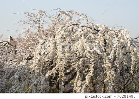 寄養櫻桃樹 寄養櫻桃樹 76291495
