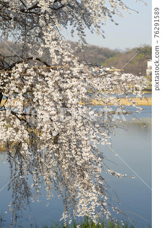 Foster cherry tree Foster cherry tree 76291589