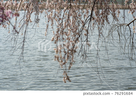 Foster cherry tree Foster cherry tree 76291684