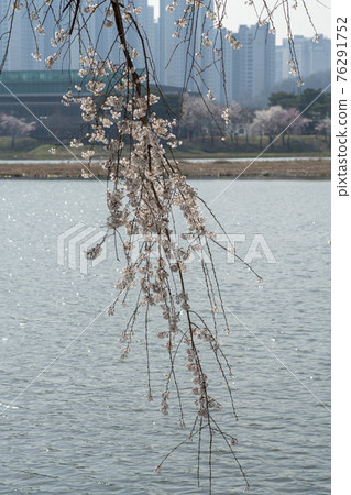 Foster cherry tree 76291752