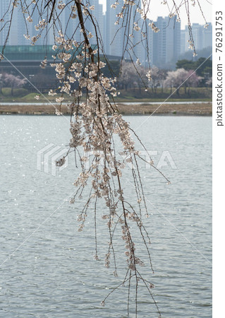 Foster cherry tree 76291753