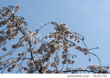 Foster cherry tree Foster cherry tree 76291783