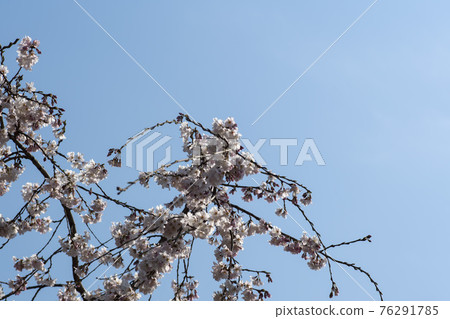 Foster cherry tree 76291785