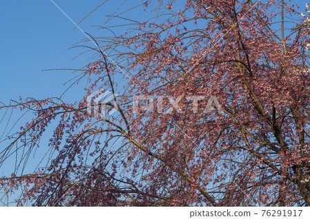 Foster cherry tree 76291917