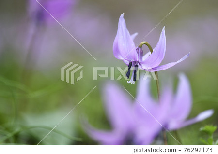 Flower in full bloom 76292173