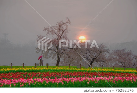 CHERRY BLOSSOM SUNSET 76292176