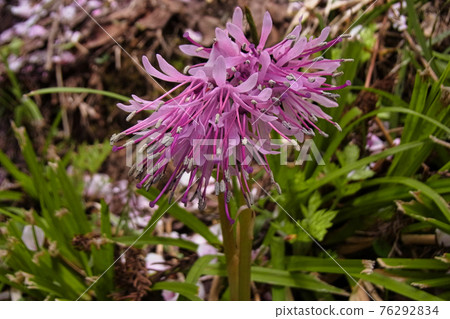 Bamboo hakama Bamboo hakama 76292834