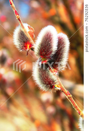 Scenery with pussy willow flowers (Green Center in Kawaguchi City, Saitama Prefecture) 76292836