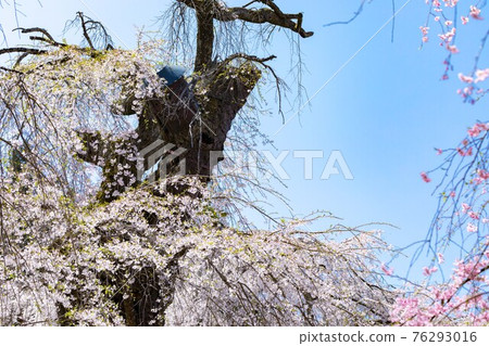 埼玉縣秩父市岩松山青雲寺的垂櫻與藍天 埼玉縣秩父市岩松山青雲寺的垂櫻與藍天 76293016