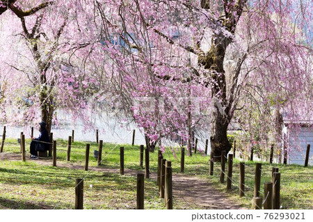 Weeping cherry tree at Seiunji, Iwamatsuyama, Chichibu City, Saitama Prefecture 76293021