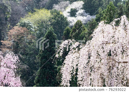 Weeping cherry tree at Seiunji, Iwamatsuyama, Chichibu City, Saitama Prefecture 76293022
