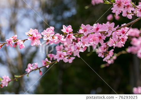 Sakura at Seiunji, Iwamatsuyama, Chichibu City, Saitama Prefecture 76293025