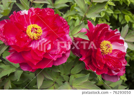 Peony Peony 76293050