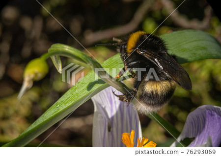 A close-up picture of bumble bee on a leaf. 76293069