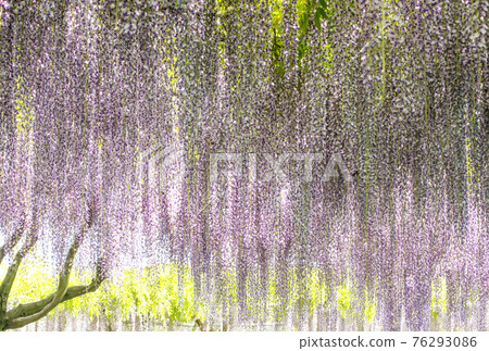 紫藤花 紫藤架子 紫藤花 五月花 圖片素材 背景素材 照片素材 圖片 圖庫