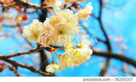 甜櫻桃花和櫻桃生長的藍天的風景 76293107