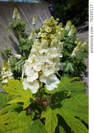 八潮繡球村oakleaf 繡球花繡球花步行道八福神 照片素材 圖片 圖庫