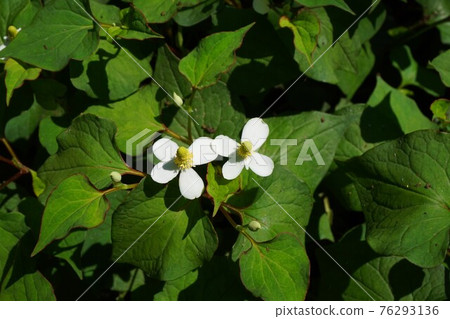 Houttuynia cordata, medicinal herbs, flower medicine Houttuynia cordata, medicinal herbs, flower medicine 76293136