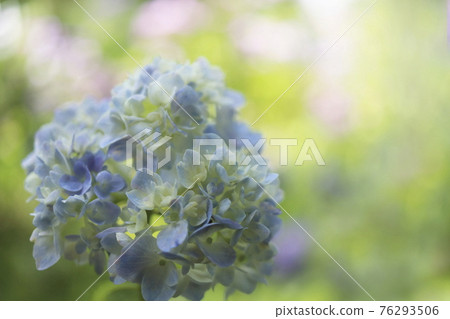 Hydrangea 76293506