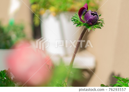 在菜園種植機中種植海葵 在菜園種植機中種植海葵 76293557