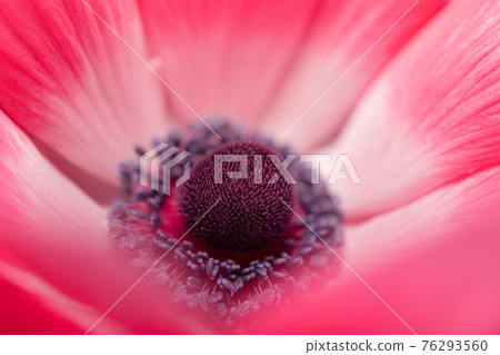 Anemone cultivation in a vegetable garden planter Anemone cultivation in a vegetable garden planter 76293560