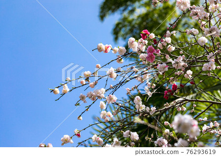 Hanamomo and blue sky at Seiunji Temple in Wakamatsuyama, Chichibu City, Saitama Prefecture 76293619