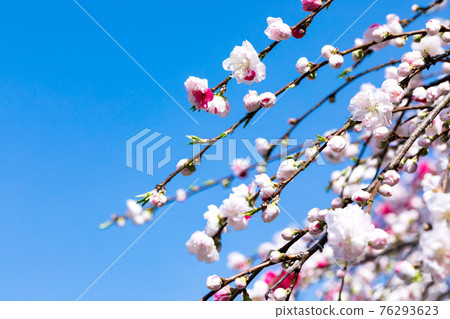 Hanamomo and blue sky at Seiunji Temple in Wakamatsuyama, Chichibu City, Saitama Prefecture 76293623