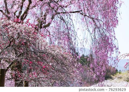 Hanamomo and weeping cherry blossoms at Seiunji Temple in Wakamatsuyama, Chichibu City, Saitama Prefecture 76293629