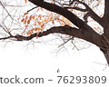 Autumn leaves 76293809