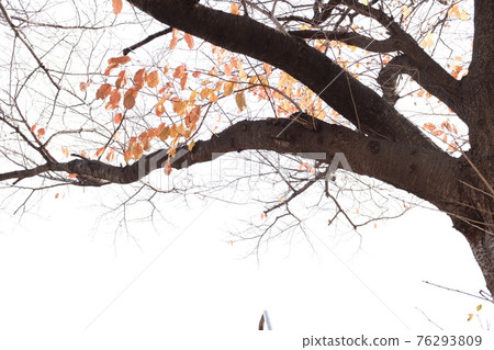 Autumn leaves Autumn leaves 76293809