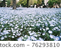 Nemophila flower garden 76293810